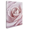 Trademark Fine Art Cora Niele 'Pink Rose' Canvas Art, 24x32 ALI1775-C2432GG